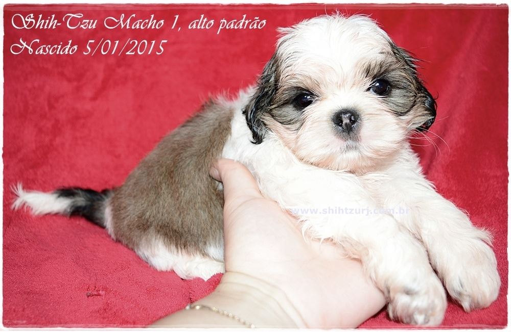 cachorro da raça shih tzu para vender